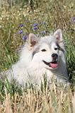 CHIEN FINNOIS DE LAPONIE 086